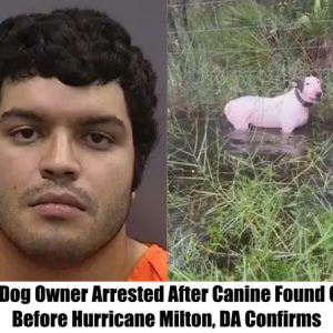 HOT NEWS: Former Dog Owner Arrested After Canine Found Chained Before Hurricane Milton, DA Confirms.