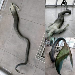 Strange discovery of a strangely colored mermaid in an abandoned house 50 meters long, up to 20 million years old