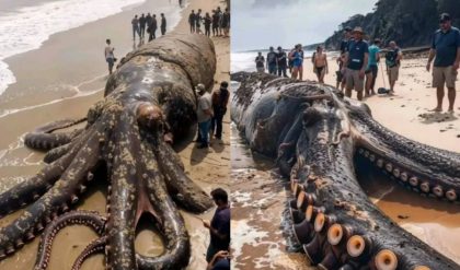 HOT: THE KRAKEN EMERGES IN INDONESIA a giant octopus is viral on social networks. Will it be REAL?