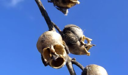 Snapdragon Flowers Look Eerily Similar to Skulls When They Die