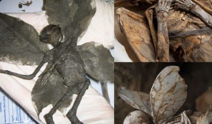 Fairy Mummy Found: Archaeology’s Quiet Shift