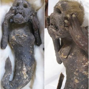 Scientists working to unravel mystery of 300-year-old mummified ‘mermaid’ with ‘human face’ and tail