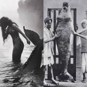Mermaids Proven: Documentary Dives Deep