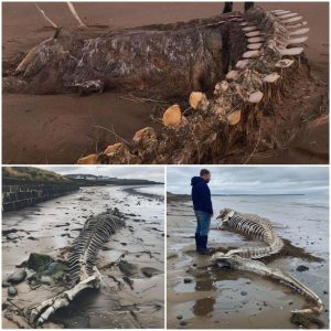 Mysterious Sea Creature Skeleton Washes Ashore on Scottish Beach After Storm Ciara