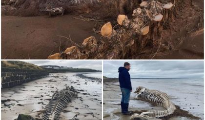 Mysterious Sea Creature Skeleton Washes Ashore on Scottish Beach After Storm Ciara